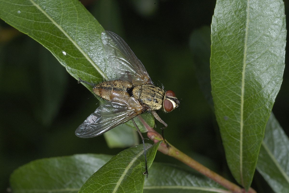 Tachinide: Syphona sp.